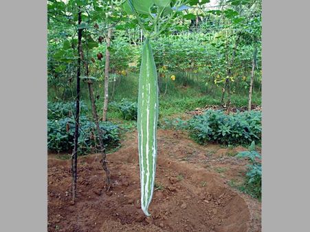 Snake Gourd Snake Gourd