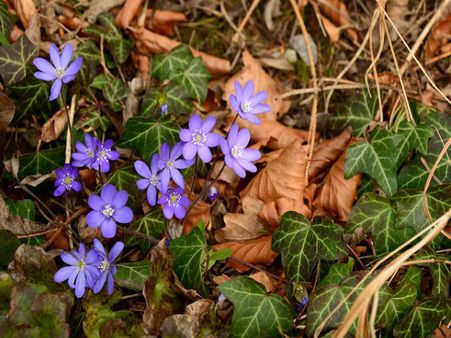 Ground Ivy