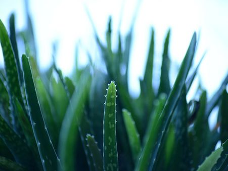Aloe Vera