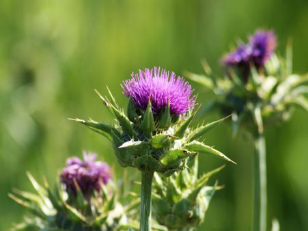 Milk Thistle Milk Thistle