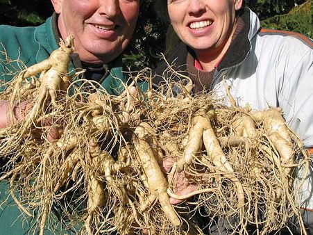 Female Ginseng Or Angelica Root
