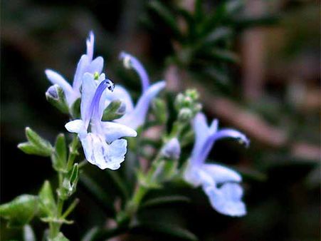 Rosemary To Treat Inflammation And Liver Diseases