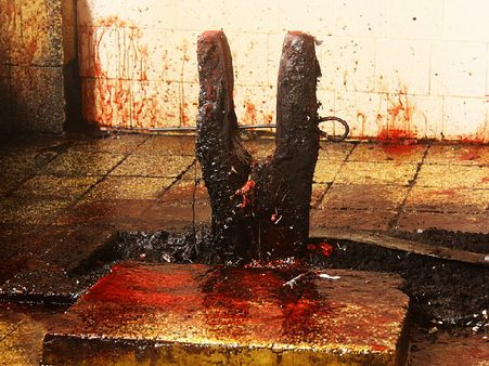 Rituals Involving Animal Sacrifices