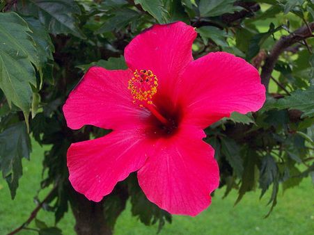 Hibiscus