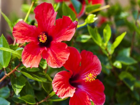 Hibiscus: