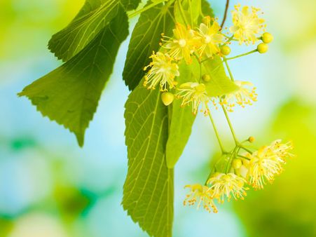Linden Blossoms Linden Blossoms