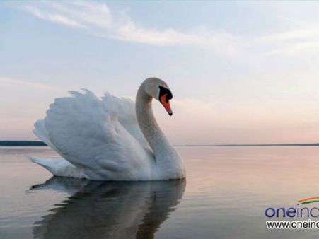 Even Some Animals Follow Monogamy