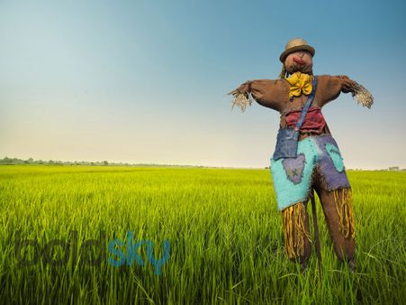 Scarecrow 