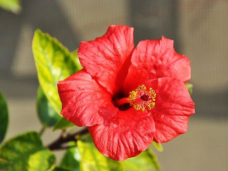 Hibiscus Flower: