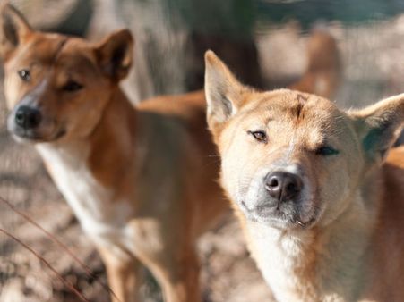 New Guinea Singing Dog: