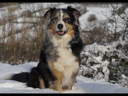Australian Shepherd: