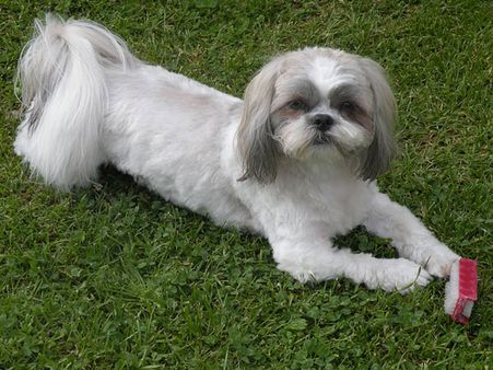Shih Tzu:
