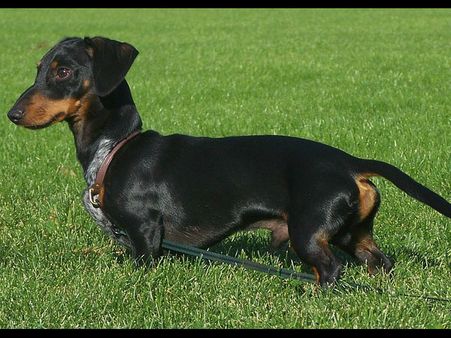 Dachshund: