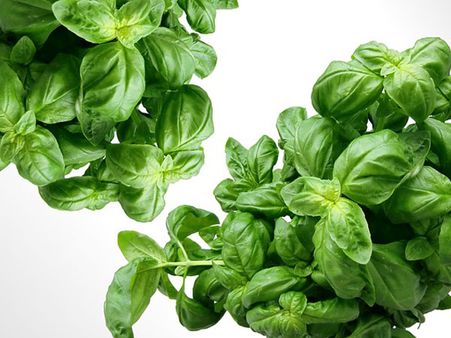 3. Apply Basil Paste