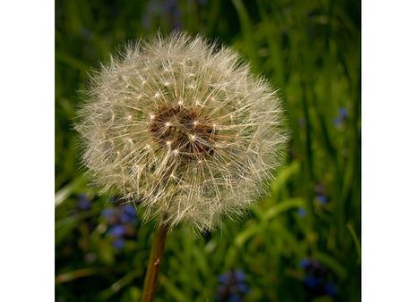 Dandelion Tea: 