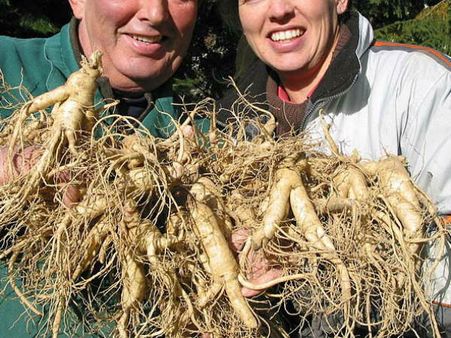  Ginseng