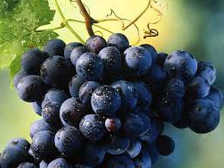 Grapes For The Lungs