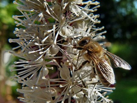 Black Cohosh