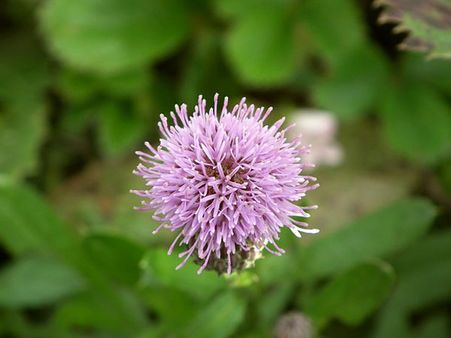 How To Use Red Clover