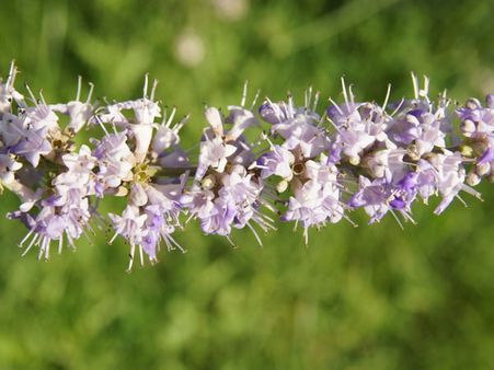 How to Use Chasteberry For Ovarian Cysts