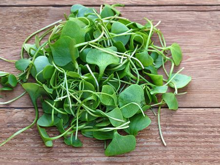 Watercress 