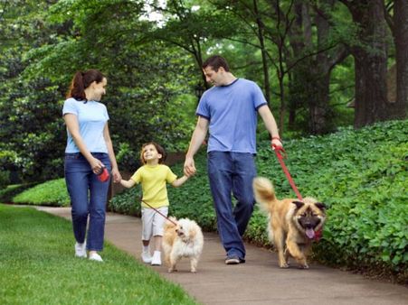 Walking Your Pet