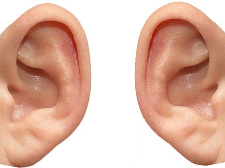 Darwin’s Point In Ear Darwin’s Point In Ear