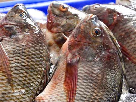 Tilepia Fish