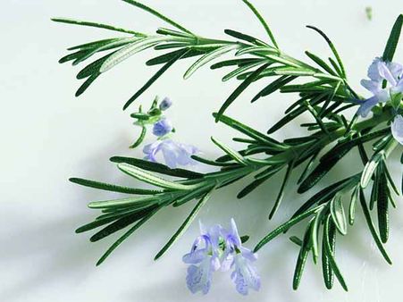 Rosemary Hair Mask Rosemary Hair Mask