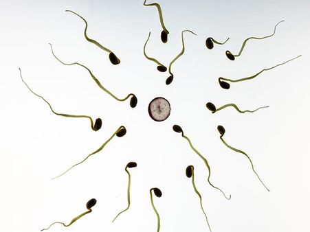 High Temperature Is Bad For Sperms