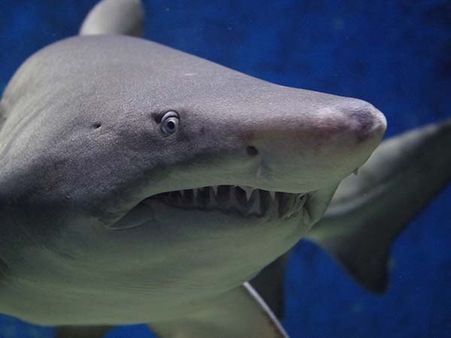 Shark