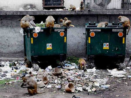 To Keep Away Insects And Rodents