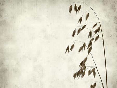 Oat Flowers (Avena Sativa)