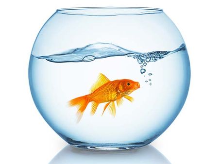 Gold Fish Aquarium Is Banned In Italy