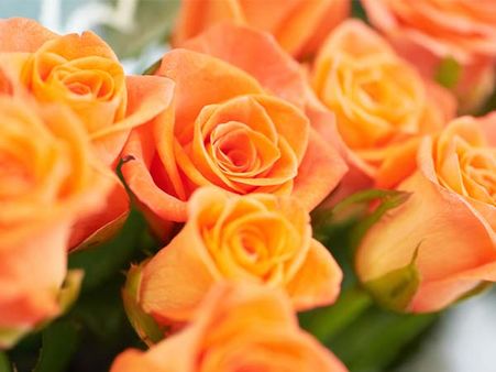 Orange Roses: Orange Roses: