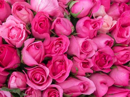 Pink Rose: Pink Rose: