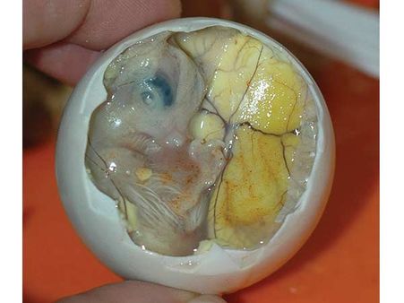 Balut