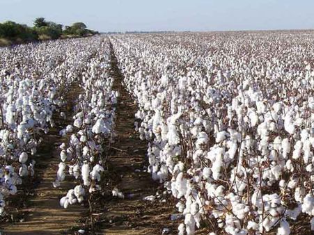 Pesticide And Herbicide-Infected Cotton