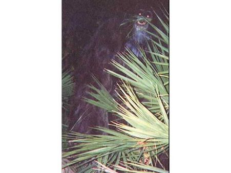 Skunk Ape