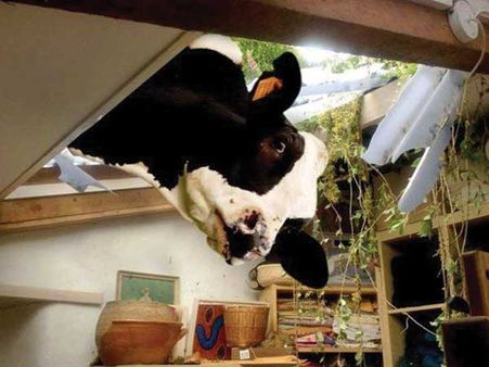 Holy Flying Cow!