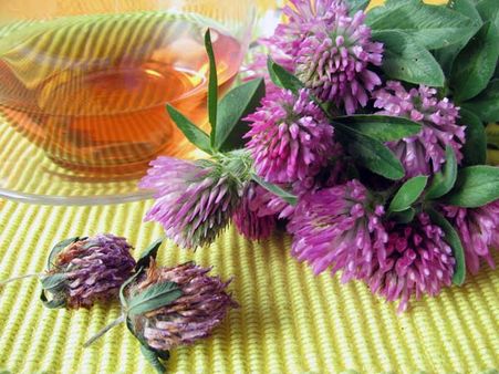 7.Red Clover: 