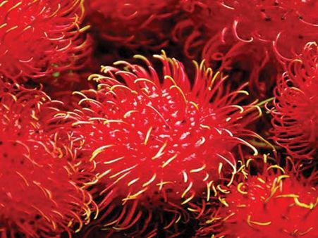 Rambutan