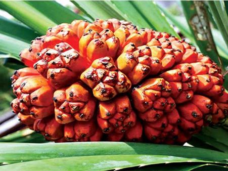 Pandanus