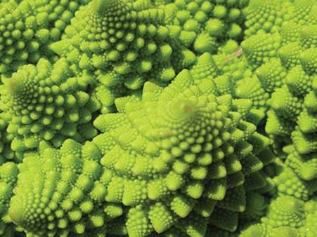 Romanesco Broccoli
