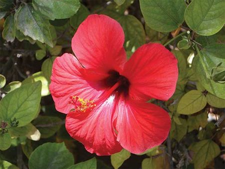 Hibiscus: Hibiscus:
