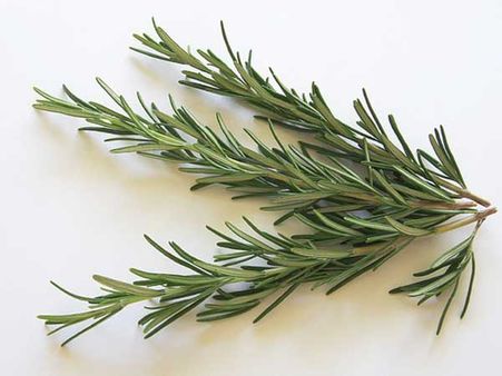 Rosemary: Rosemary: