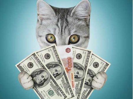 Wealthiest Cat