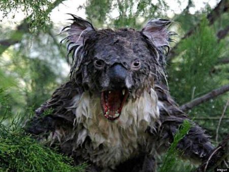 Wet Koala