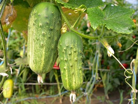 4. Cucumbers: 