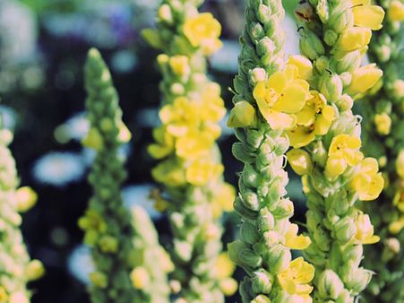 1. Mullein: 